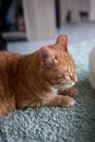 cat, lying on the rug, at home. Shelter for pets. Diseases, treatment of pedigree cats. Royalty Free Stock Photo