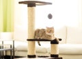 Cat lying on a scratching post, on living room background. Royalty Free Stock Photo