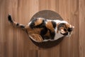 Cat is lying on a scratching post top view Royalty Free Stock Photo