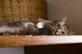 Cat lying on a shelf, resting Royalty Free Stock Photo