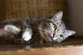 Cat lying on a shelf, resting Royalty Free Stock Photo