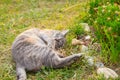 Cat lying on side on the grass looking at camera Royalty Free Stock Photo