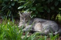 Cat lying on side on the grass looking at camera Royalty Free Stock Photo