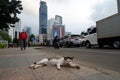 Cat lying on the sidewalk