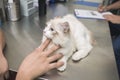 A cat lying on a steel table is comforted by her owner while a veterinarian writes a prescription of medicines for her