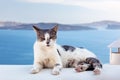 Cat lying on stone wall in Oia town, Santorini, Greece. Aegean sea Royalty Free Stock Photo