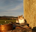 Cat lying on stones in abandoned house