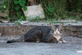 The cat lying on the street