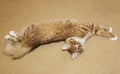 cat are lying stretching on beige carpet Royalty Free Stock Photo