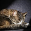 cat lying in the sunlight and enjoying the sunbath Royalty Free Stock Photo