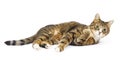 Cat lying. Surprised look. Round eyes. Isolated Royalty Free Stock Photo