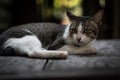 Cat lying on the table