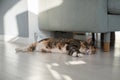 Cat lying under sofa in modern apartment. Stuffiness in flat, pet suffering from high temperature. Royalty Free Stock Photo