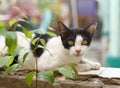 Cat lying on the wall Royalty Free Stock Photo