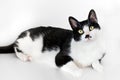 Cat lying in a white background. Black and white Cat looking very interested with funny face. Royalty Free Stock Photo