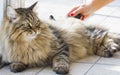 Cat lying at the window, siberian brown tabby Royalty Free Stock Photo