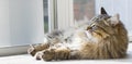 Wonderful long haired cat of siberian breed brown tabby color male Royalty Free Stock Photo