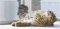 Cute long haired cat of siberian breed looking up Royalty Free Stock Photo