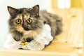 cat lying on the wooden floor Royalty Free Stock Photo