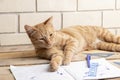 Cat lying on wooden table near homework inside Royalty Free Stock Photo