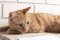 Cat lying on wooden table near homework inside Royalty Free Stock Photo