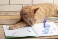 Cat lying on wooden table near school books Royalty Free Stock Photo