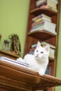 Cat lying on the writing desk Royalty Free Stock Photo