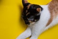 the cat is lying on a yellow background. multicolored cat top view