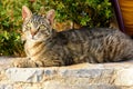 Cat with Magnificant green eyes Royalty Free Stock Photo