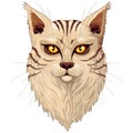 Cat Main Coon Portrait with big orange eyes vector graphic art illustration isolated on white.