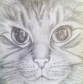 Cat Maine Coon with beautiful eyes. Pencil drawing.