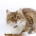 Cat - (Maine Coon) eats Royalty Free Stock Photo