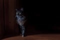 Cat Maine coon out of the gloom, catlike silhouette with green eyes. Royalty Free Stock Photo