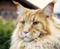 cat maine coon portrait close-up outdoor garden bokeh background Royalty Free Stock Photo