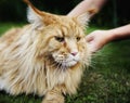 cat maine coon portrait close-up outdoor human hand outdoors green garden Royalty Free Stock Photo