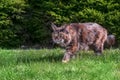 Cat Maine coon is sneaking up to catch his prey Royalty Free Stock Photo