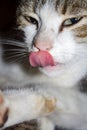 Cat make bath licking with clever expression Royalty Free Stock Photo