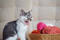 Cat making silly face Royalty Free Stock Photo