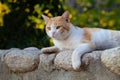 Cat male resting in a garden