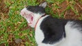 Cat Male Yawn Grass Black White Royalty Free Stock Photo