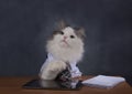 Cat manager misses the office Royalty Free Stock Photo