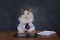 Cat manager misses the office Royalty Free Stock Photo