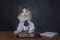 Cat manager misses the office Royalty Free Stock Photo