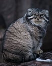 Cat manul sits on a stump and looks around with an angry look, an angry and angry cat Royalty Free Stock Photo