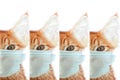 Cat in mask save you cat save life from coronavirus