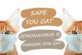 Cat in mask save you cat save life from coronavirus