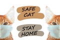 Cat in mask save you cat save life from coronavirus