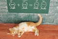 Cat mathematics Royalty Free Stock Photo