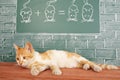 Cat mathematics Royalty Free Stock Photo
