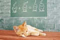 Cat mathematics Royalty Free Stock Photo